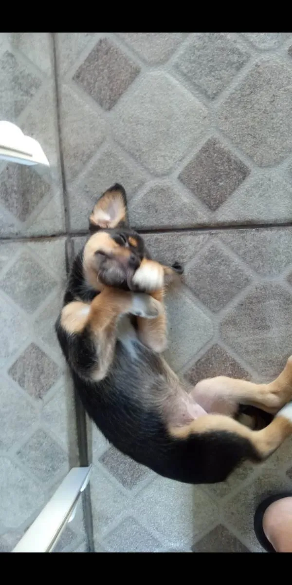Cachorro ra a - idade Abaixo de 2 meses nome -