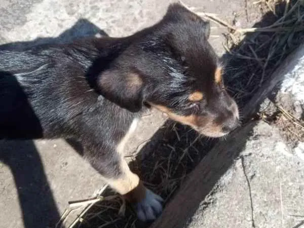 Cachorro ra a - idade Abaixo de 2 meses nome -