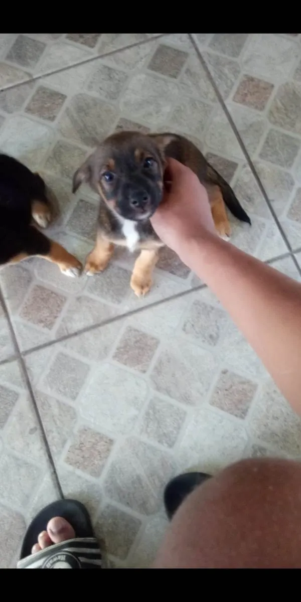 Cachorro ra a - idade Abaixo de 2 meses nome -