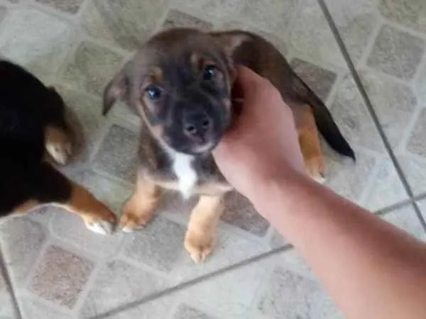 Cachorro ra a - idade Abaixo de 2 meses nome -