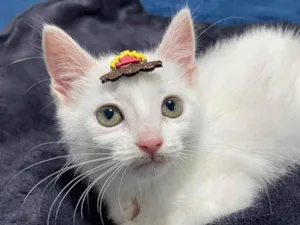Gato raça  idade Abaixo de 2 meses nome Filhote