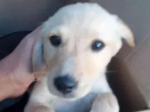 Cachorro raça - idade Abaixo de 2 meses nome -
