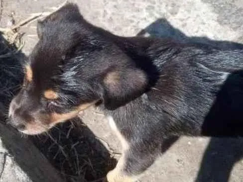 Cachorro ra a - idade Abaixo de 2 meses nome -