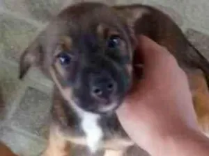 Cachorro raça - idade Abaixo de 2 meses nome -