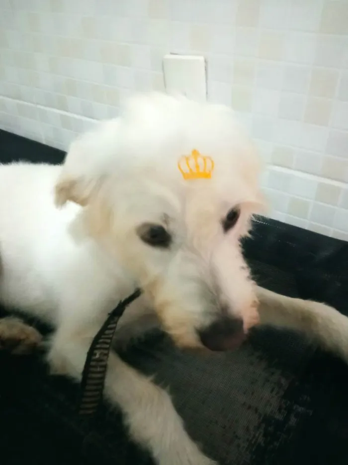 Cachorro ra a Sem raça definida  idade 4 anos nome Pérola 