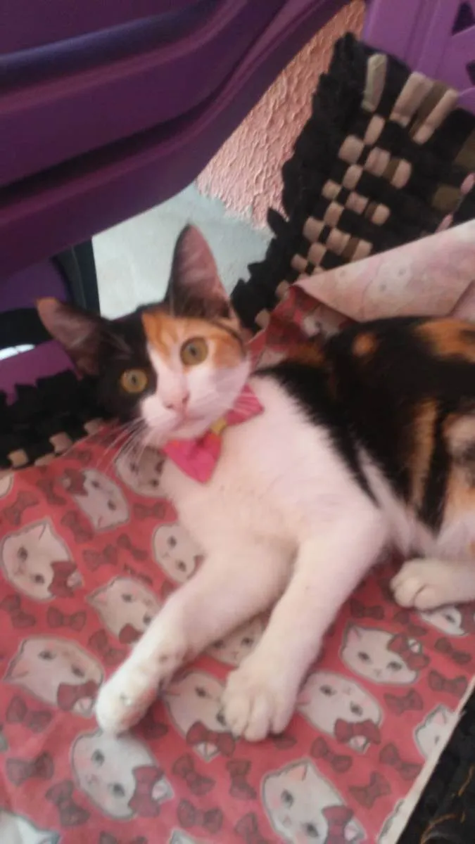 Gato ra a Diferente idade 2 a 6 meses nome Flor