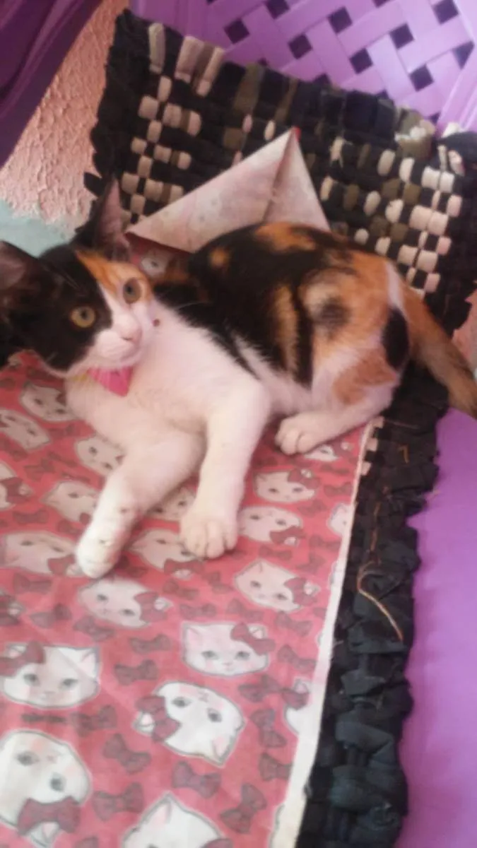 Gato ra a Diferente idade 2 a 6 meses nome Flor