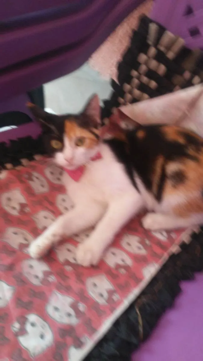 Gato ra a Diferente idade 2 a 6 meses nome Flor