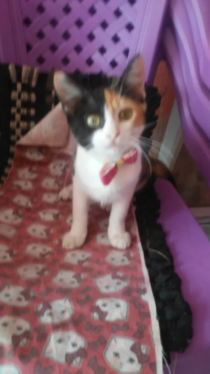 Gato ra a Diferente idade 2 a 6 meses nome Flor
