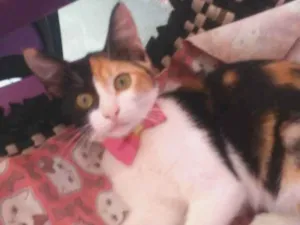 Gato raça Diferente idade 2 a 6 meses nome Flor