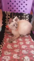 Cinderela