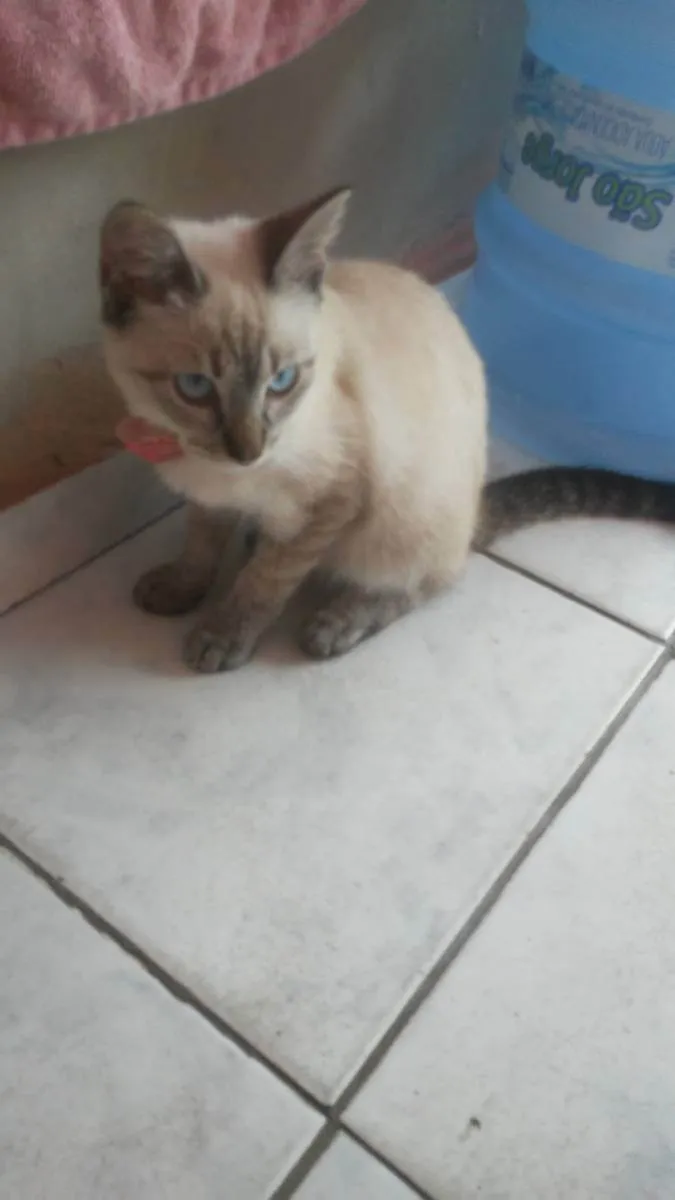 Gato ra a Diferente idade 2 a 6 meses nome Cinderela