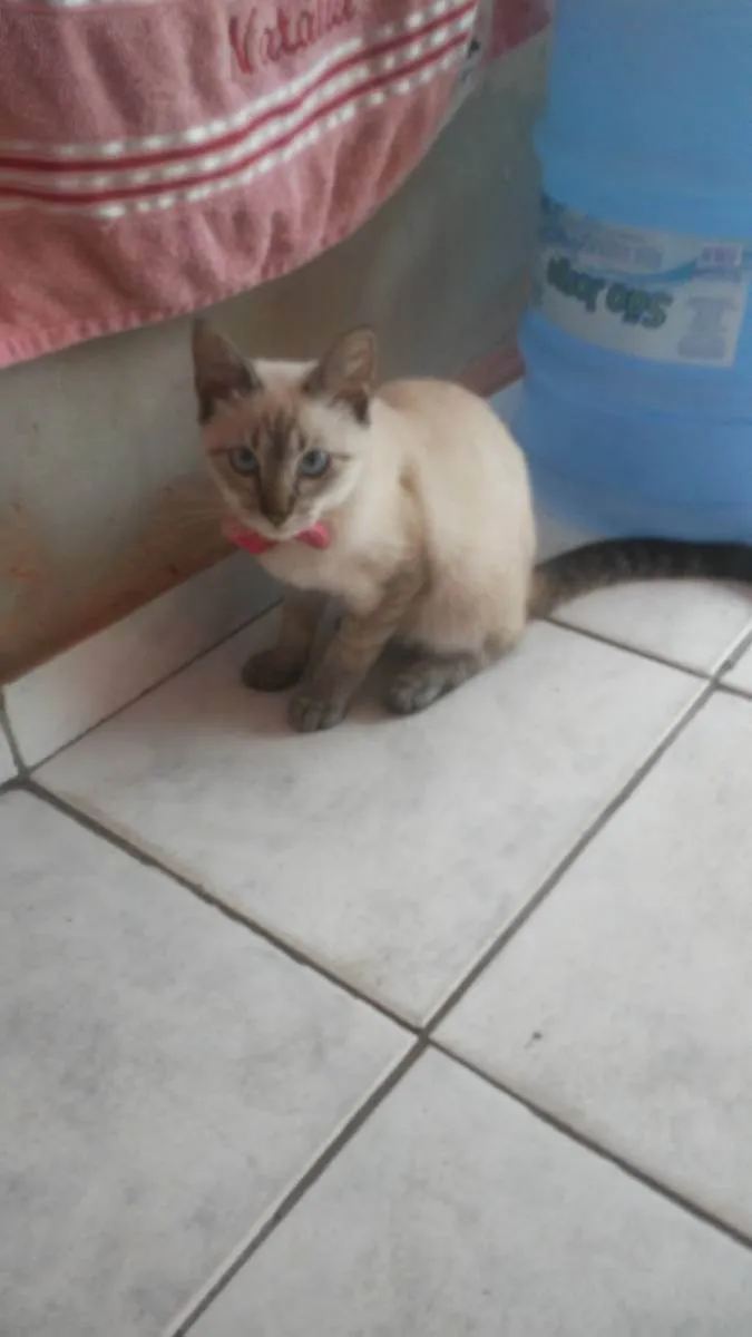 Gato ra a Diferente idade 2 a 6 meses nome Cinderela