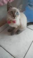 Cinderela