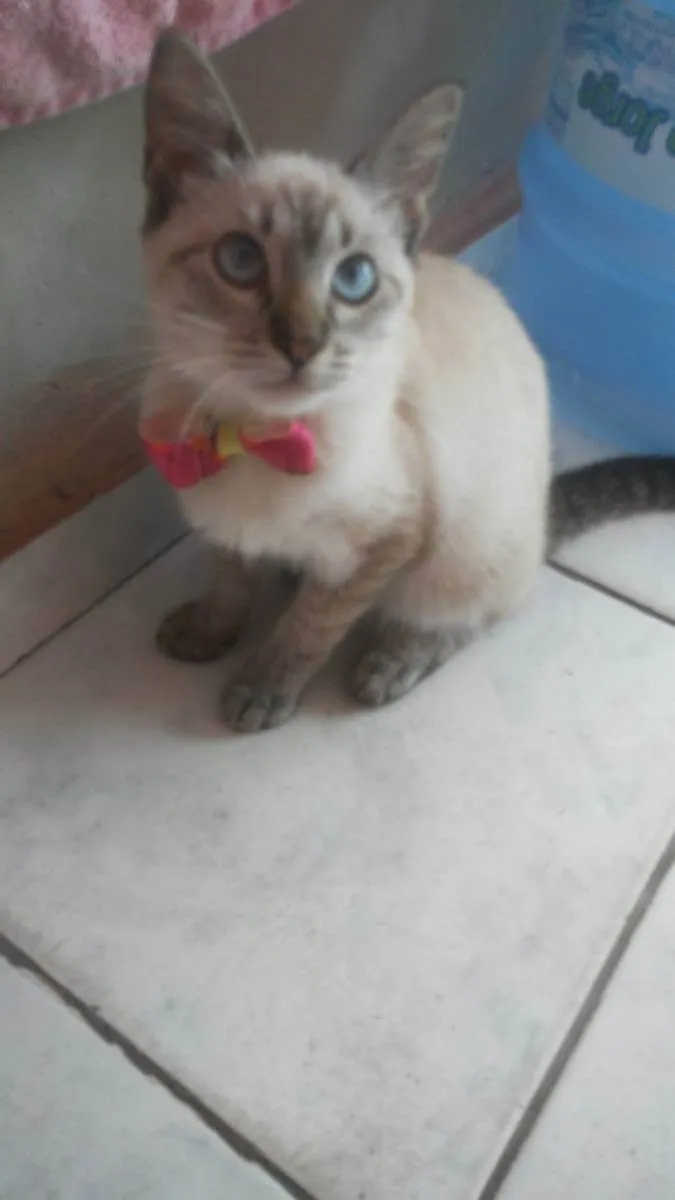 Gato ra a Diferente idade 2 a 6 meses nome Cinderela