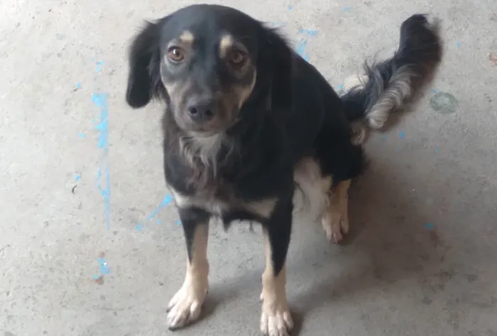 Cachorro ra a vira lata  idade 2 anos nome pretinha