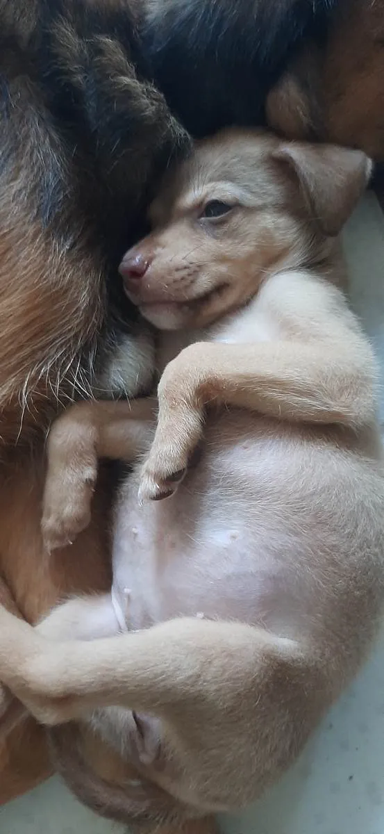 Cachorro ra a Vira-Lata idade Abaixo de 2 meses nome Sem nome definido