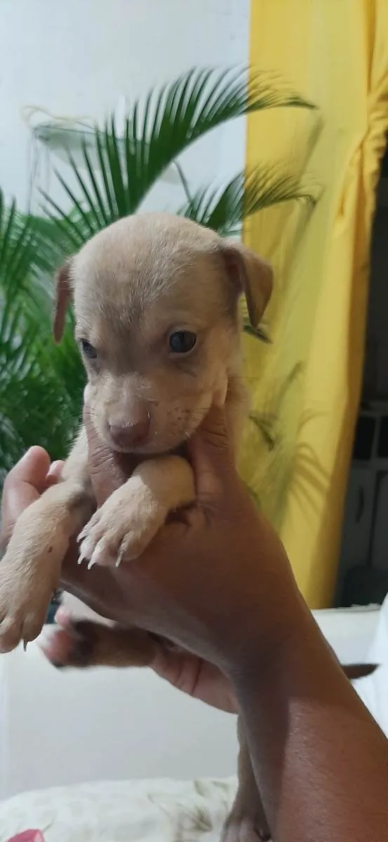 Cachorro ra a Vira-Lata idade Abaixo de 2 meses nome Sem nome definido