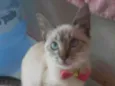 Cinderela
