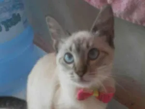 Gato raça Diferente idade 2 a 6 meses nome Cinderela