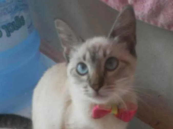 Gato ra a Diferente idade 2 a 6 meses nome Cinderela