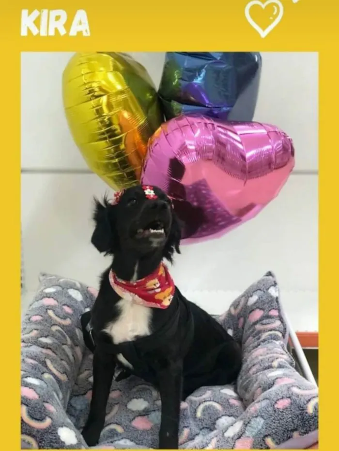 Cachorro ra a Sem Raça Definida idade 7 a 11 meses nome Kira