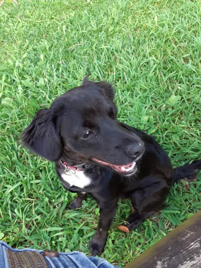 Cachorro ra a Sem Raça Definida idade 7 a 11 meses nome Kira
