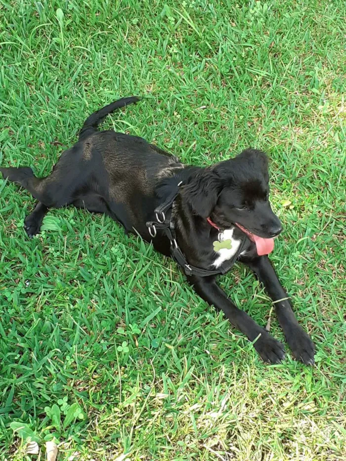 Cachorro ra a Sem Raça Definida idade 7 a 11 meses nome Kira