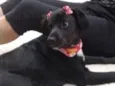 Kira
