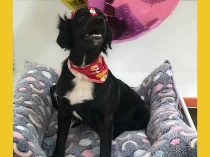 Cachorro ra a Sem Raça Definida idade 7 a 11 meses nome Kira