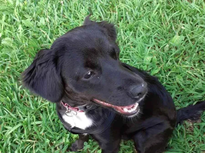 Cachorro ra a Sem Raça Definida idade 7 a 11 meses nome Kira