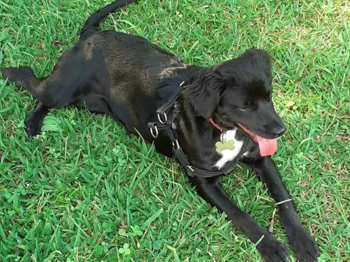 Cachorro ra a Sem Raça Definida idade 7 a 11 meses nome Kira