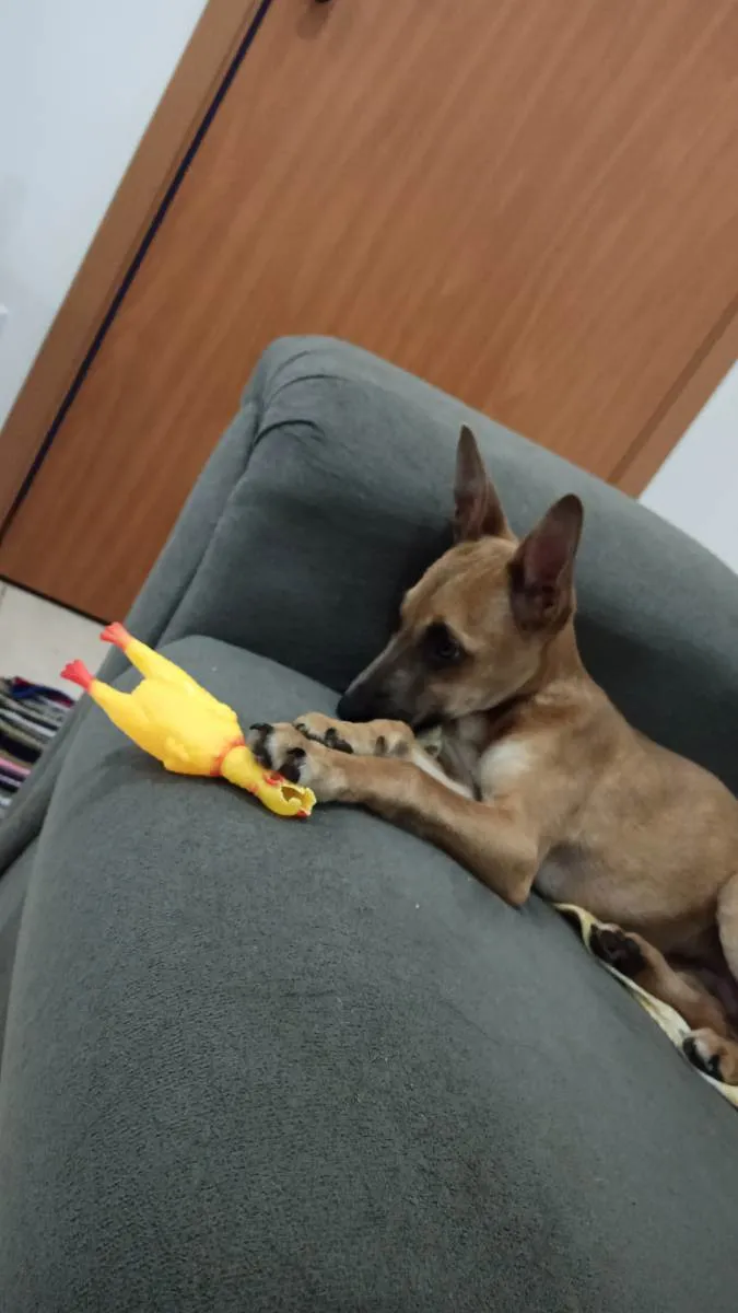 Cachorro ra a Indefinido  idade 1 ano nome Apollo