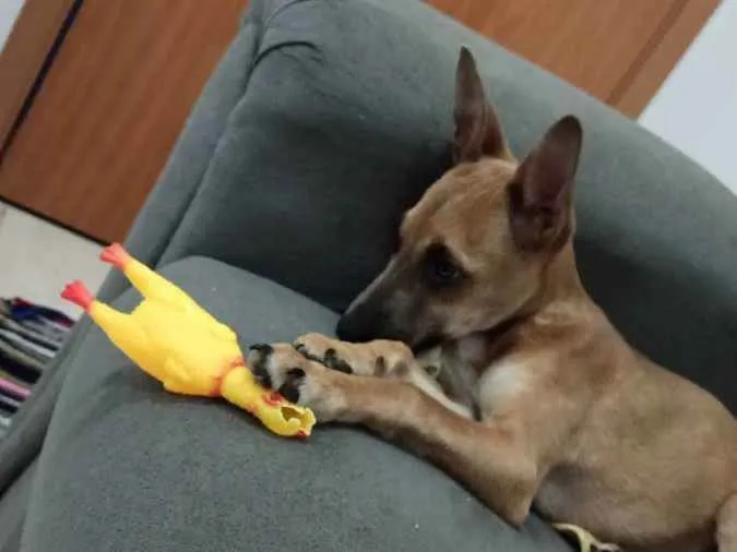 Cachorro ra a Indefinido  idade 1 ano nome Apollo