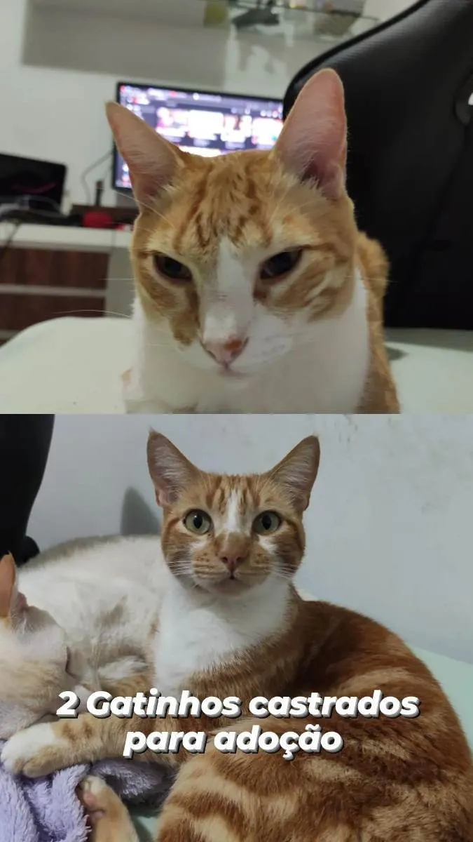 Gato ra a  idade 4 anos nome Pequeno e cisco 