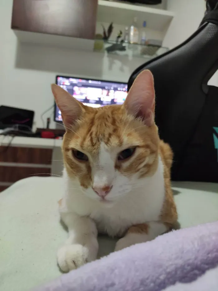 Gato ra a  idade 4 anos nome Pequeno e cisco 