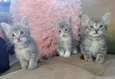3 meninas