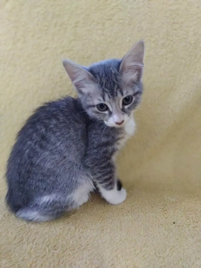 Gato ra a Srd  idade 2 a 6 meses nome 3 meninas
