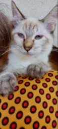 Gato raça Srd idade 7 a 11 meses nome Misha bb5meses 