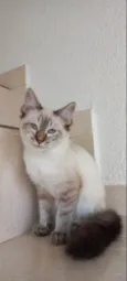 Gato raça Srd idade 7 a 11 meses nome Misha bb5meses 