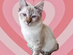 Gato raça Srd idade 7 a 11 meses nome Misha bb5meses 