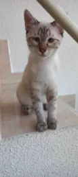 Gato raça Srd idade 2 a 6 meses nome Pipoca bb5 meses 