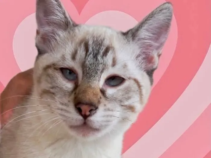 Gato raça Srd idade 2 a 6 meses nome Pipoca bb5 meses 