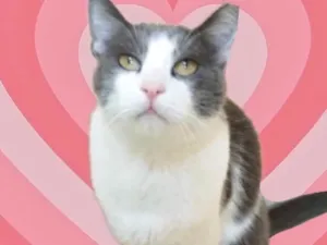 Gato raça Srd idade 1 ano nome Fred um amor 