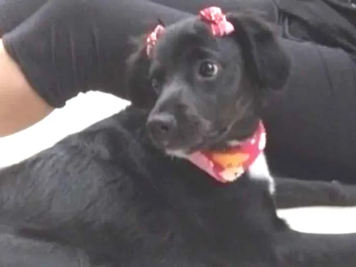 Cachorro ra a Sem Raça Definida idade 7 a 11 meses nome Kira