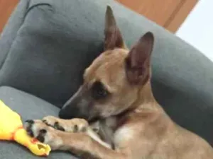 Cachorro raça Indefinido  idade 1 ano nome Apollo