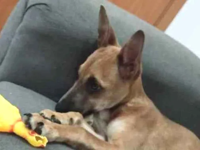 Cachorro ra a Indefinido  idade 1 ano nome Apollo