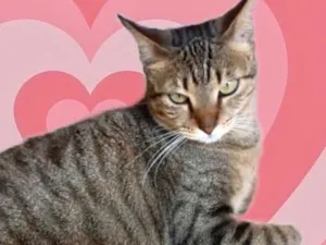 Gato raça Srd idade 1 ano nome Stella tigradinha 