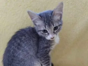 Gato raça Srd  idade 2 a 6 meses nome 3 meninas