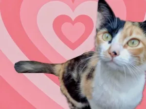 Gato raça Srd idade 7 a 11 meses nome Annouk linda tricolo